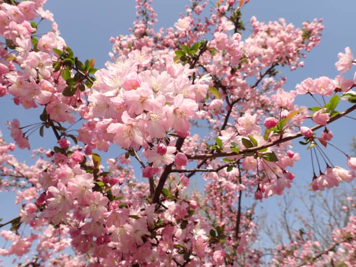 Be careful not to damage healthy bark when pruning cherry trees.