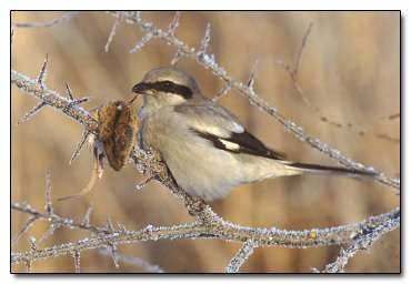 All creatures developed some method of keeping their food in one place. This bird used the impalement of sharp objects. Which kind of made sense on some level.