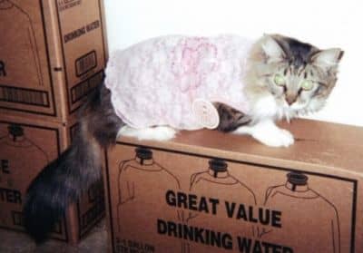 This is Jumpy's little dress, which she loves. We wanted to try it out on Lady. As you can see, she didn't think it was funny ...