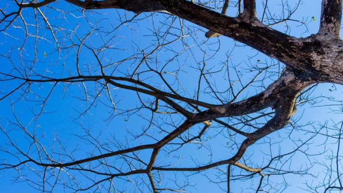 If you know the tree this branch came from, the mentor asked can you replace this branch on the tree?