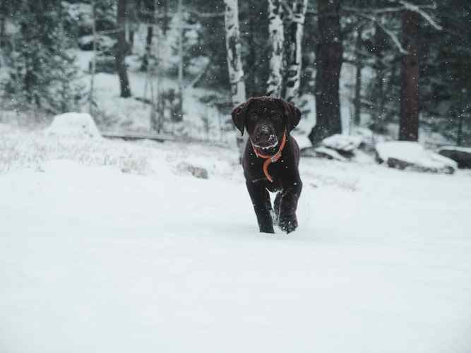 How To Protect Your Dogs Feet In Winter? HubPages