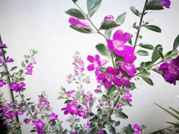PHOTO 3: Resized image to 19.7kb file size and at 350pixels with Shrink-Pictures Photo Editor