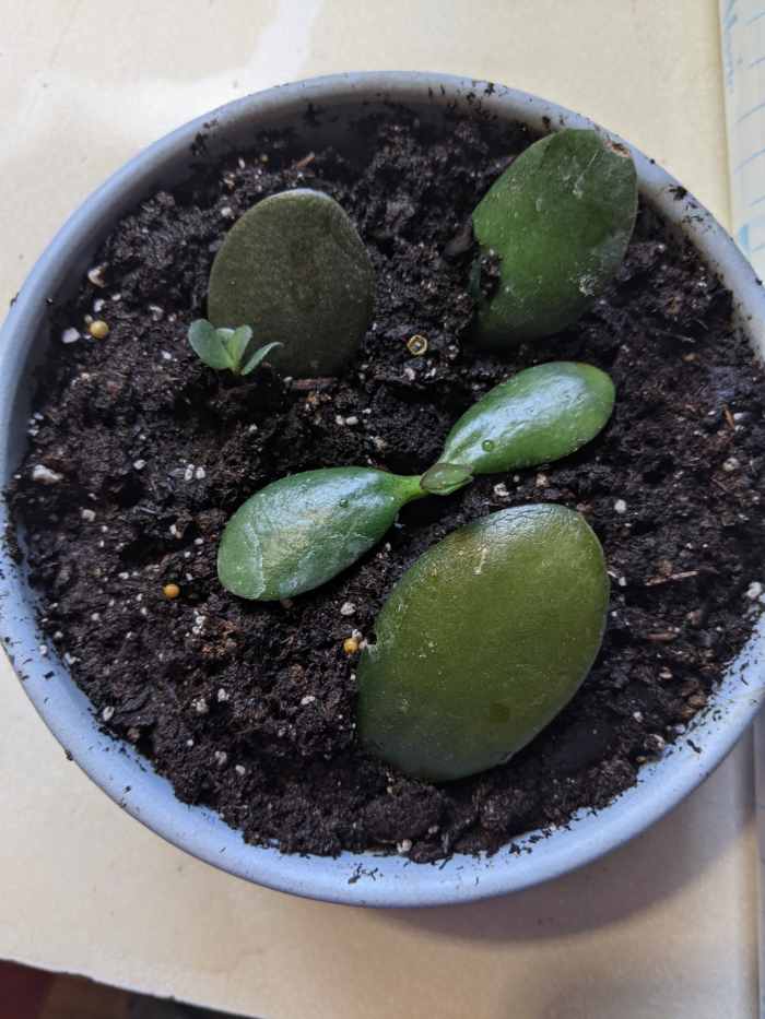 Jade Plants Thrive on Neglect HubPages