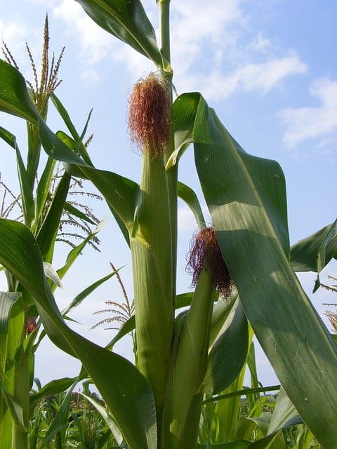 "'Neath the rigs of barley corn, Come my harvest queen and lay with me once more, And let me taste the honey of your love, Among the rigs of barley corn" (Lammas Night by Mother Tongue)