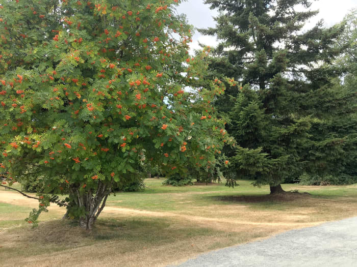 The Douglas-fir tree (on the right) is where I met the inchworms. The other tree is a rowan, or a mountain ash.