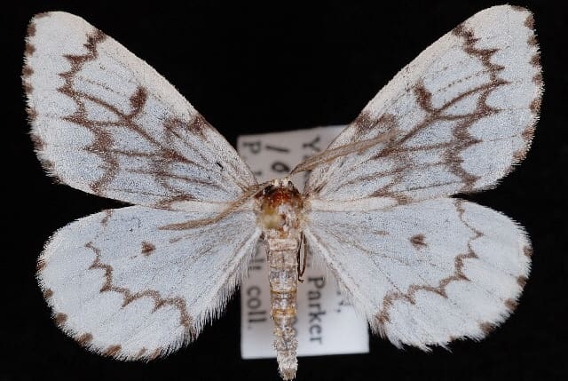 An adult Nepytia phantasmaria or phantom hemlock looper