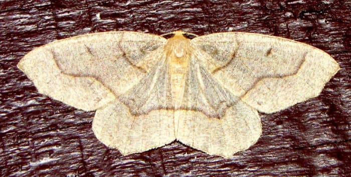 Lamdina fiscellaria