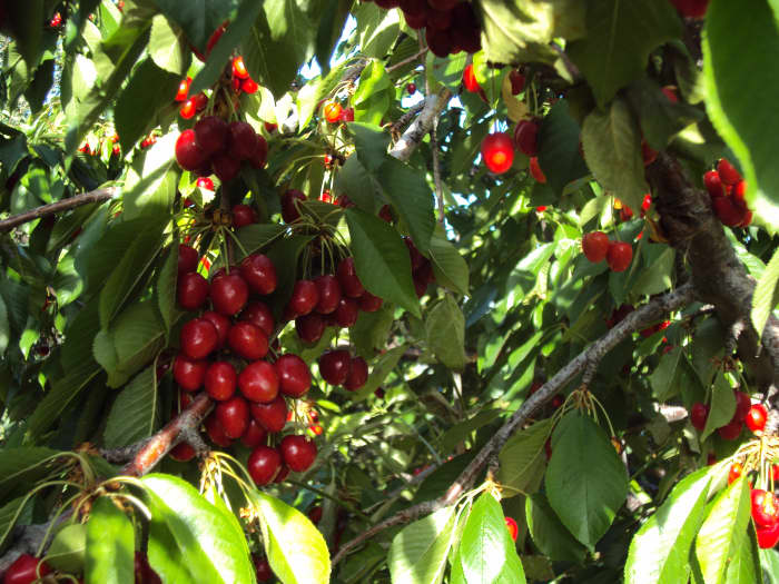 There is an optimum day to pick ripe cherries. Pray it doesn't happen on one of those lazy days.