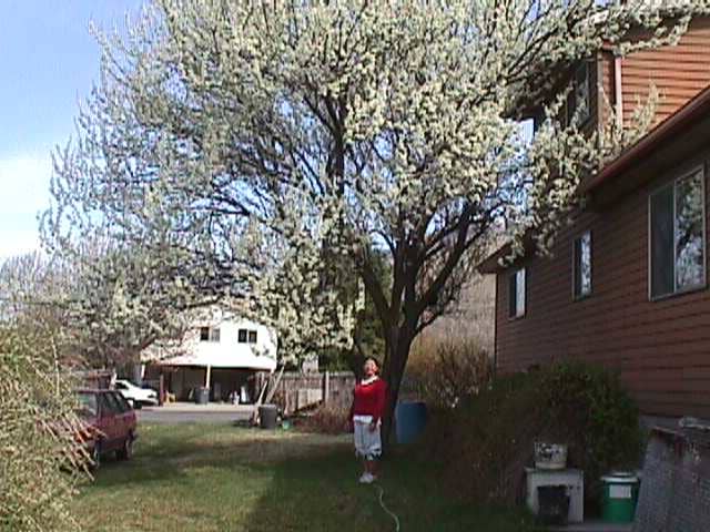 The Santa Rosa plum tree is outside the kitchen window where it blossoms again each spring. The original goji bush is on the left.