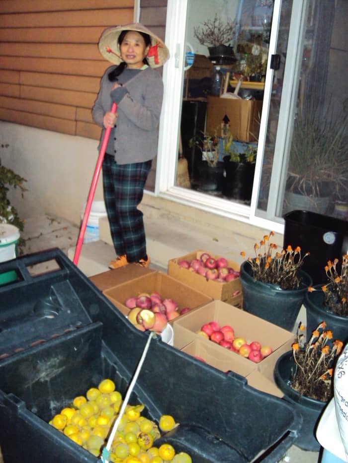 Four varieties of apples, along with the grapes, are among our final harvests each year.