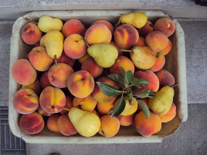 Peaches (4 varieties, including the Flat & Wonderful), pears (3 varieties), and quince come late or last in the season. One year we had 450 ripe peaches from one tree! (Be careful, branches break under that load!)