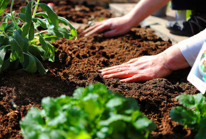 Growing your own vegetable garden is both a relaxing and rewarding experience.