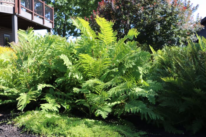 Ostrich fern loves wet areas and creates a wonderful backdrop for smaller plants.
