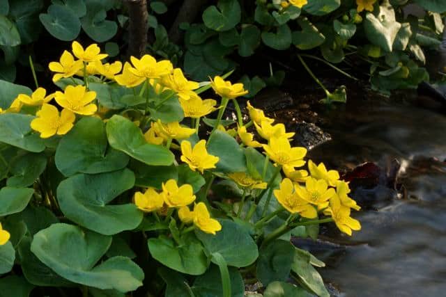 Marsh marigold, or cowslip, has succulent leaves and thrives in swampy conditions.