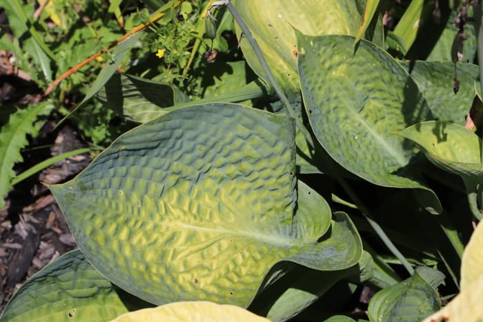 “Drinking Gourd” hosta is extremely resistant to slugs and snails and loves wet soil.