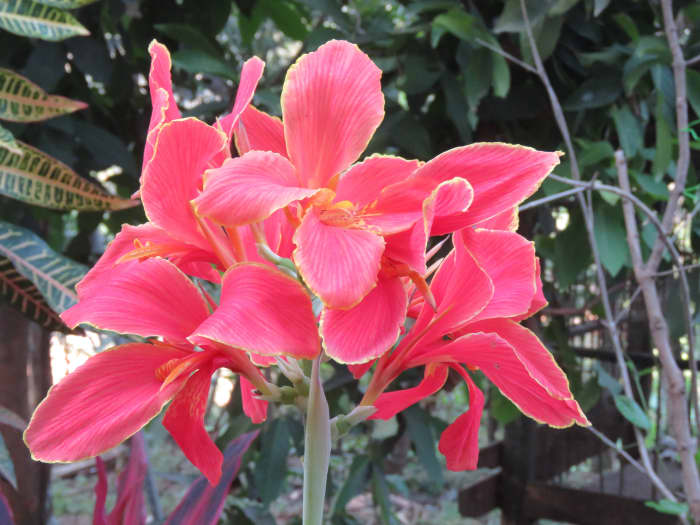 Canna lilies are a beautiful addition to gardens with poor drainage and can be grown as annuals in northern locations.