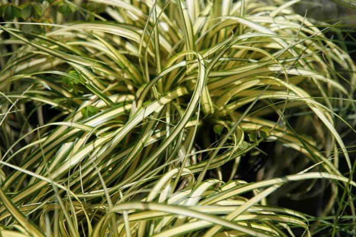 Sedge is a fantastic groundcover for wet areas, but make sure to verify it isn’t an invasive plant in your gardening area.