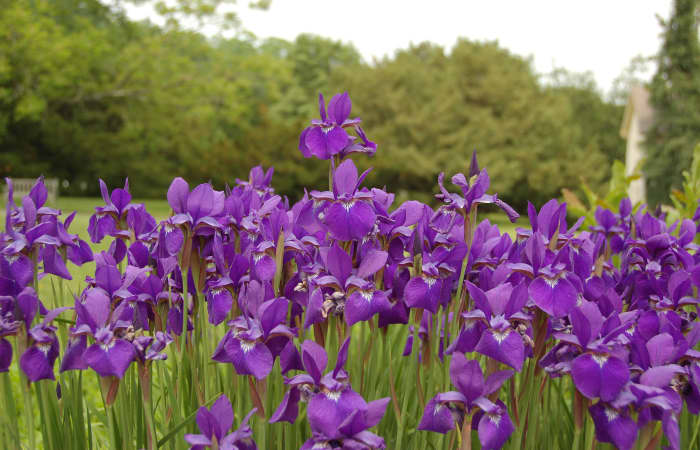 Siberian iris will grow in standing water and comes in a variety of colors.