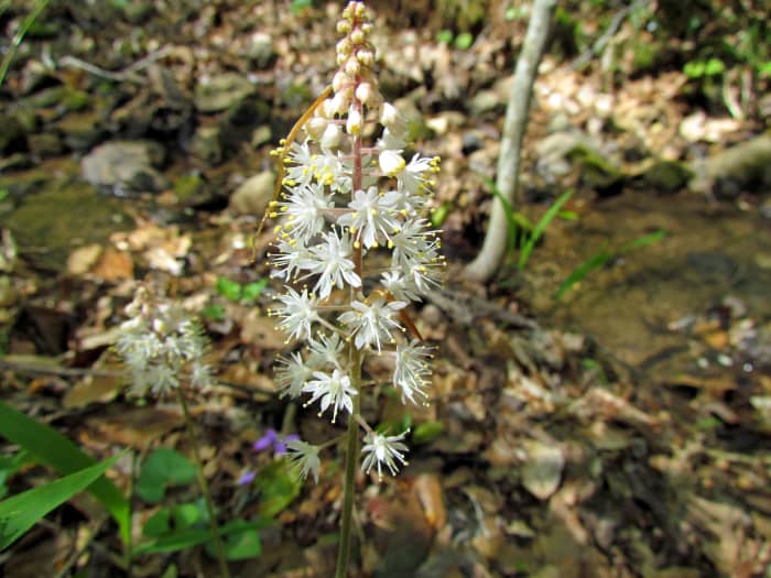 Foamflower is wonderful for shady, sodden garden areas. If planted en masse, it will form a ground cover.