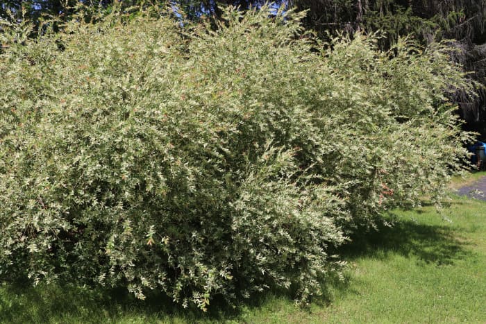 Tricolor willow is a beautiful ornamental shrub that thrives in wet environments.