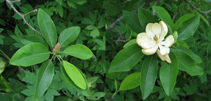 Sweetbay magnolia is semi-evergreen in the colder part of its range, but withstands sodden soil and has beautiful white flowers.