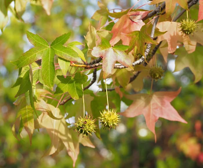 Liquidambar is a fantastic tree for fall foliage in wet locations, but it does produce spiky seed capsules that can litter lawns and sidewalks.