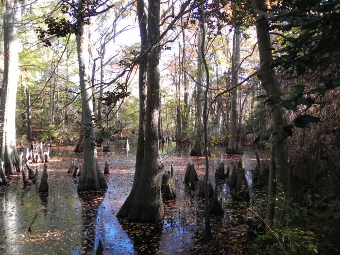 Bald cypress are the most hardy tree to grow in standing water, and can live for over 600 years. The roots form knees above the water for oxygenation.