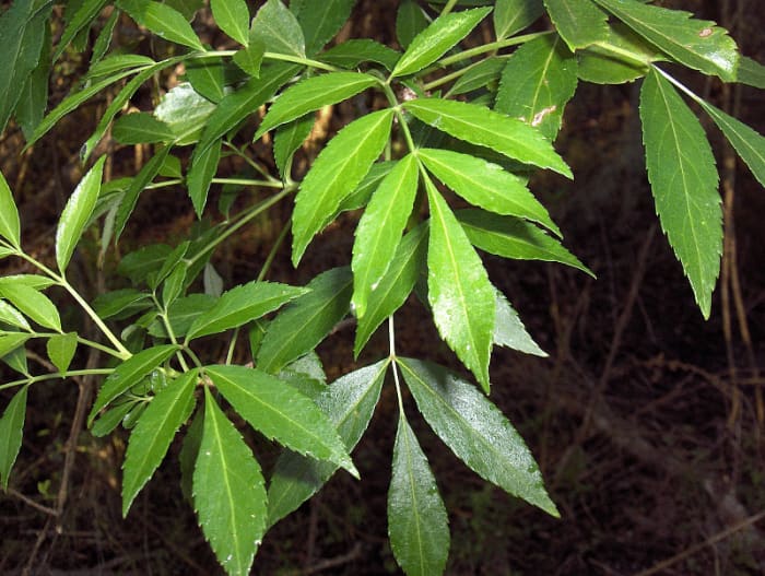 Water ash has attractive foliage but is susceptible to the Emerald Ash Borer.