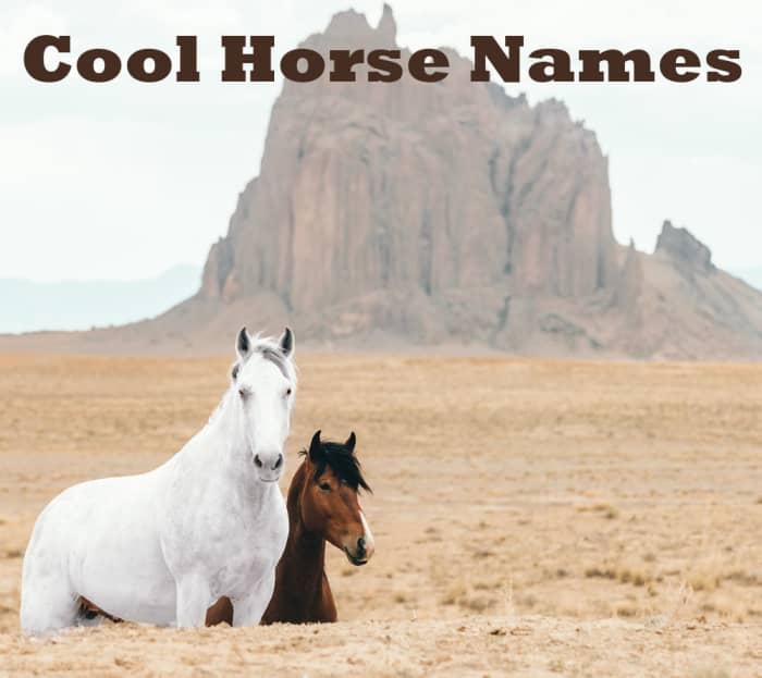 250-really-cool-horse-name-ideas-pethelpful