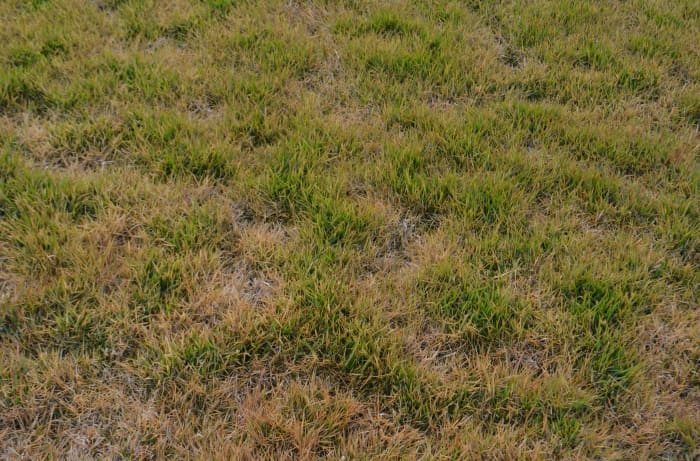 Zoysia grass going dormant in winter. Bermuda grass going dormant looks the same.