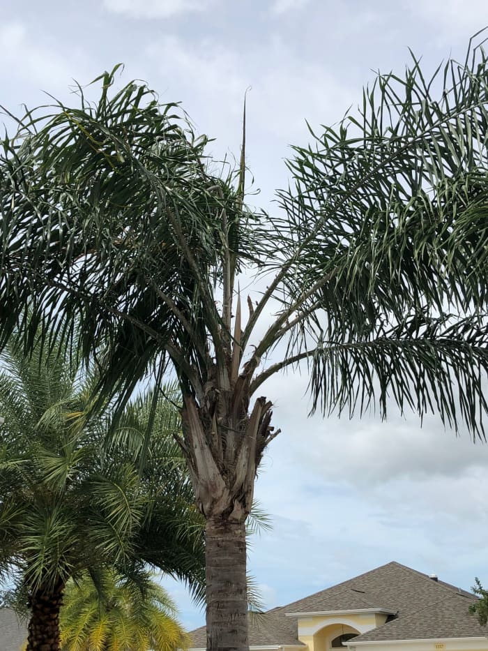 The newest leaves on palms emerge as the one in the top center of this photo. They are called spear leaves until they open. Cut them out, and you have killed the palm.