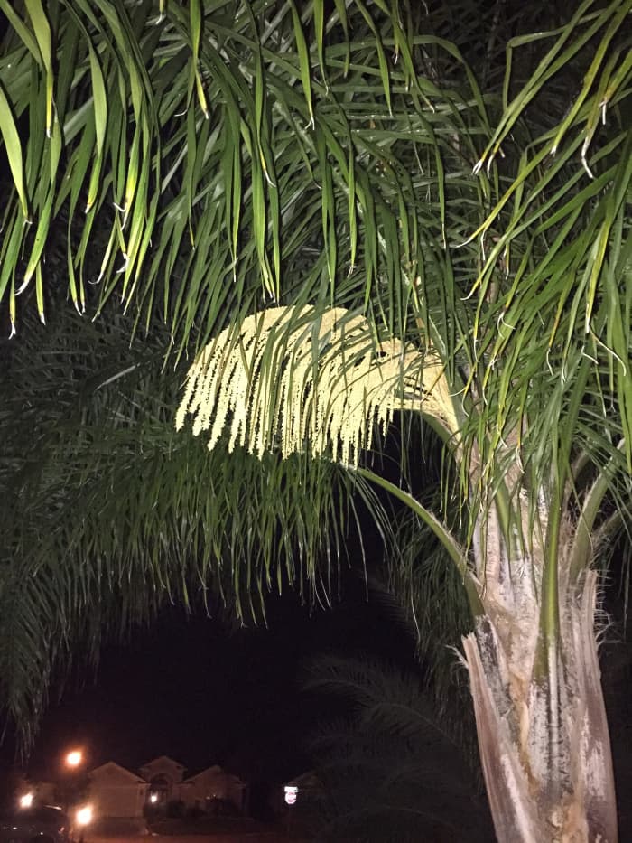 This is the inflorescence (flowering) of a Queen palm in the front yard of our former home.