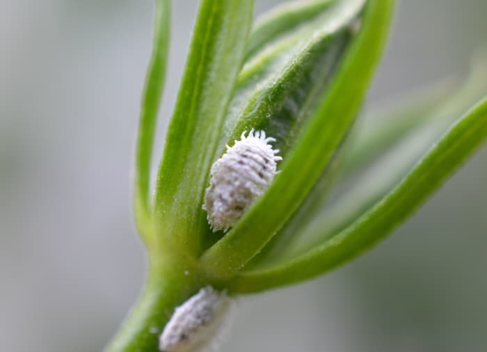 Lady bug larvae on one of my hibiscus flower buds. Many of these beneficial insects have been mistakenly killed by people thinking they were mealy bugs -- me included.