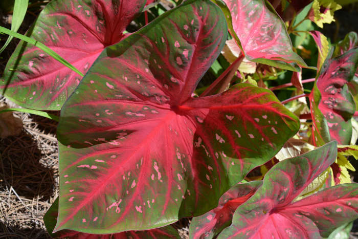 Red Flash has very large leaves, and can take more sun than many caladiums. My little 10-pound Maltese could almost sit underneath some of these leaves.