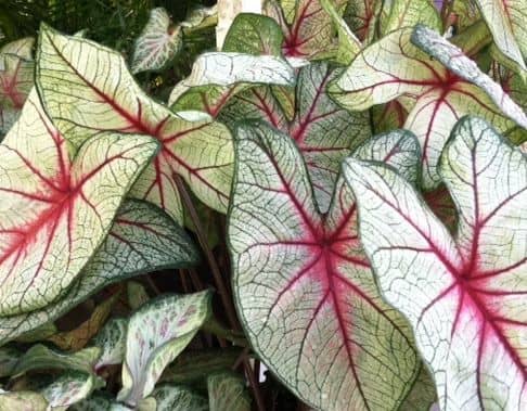 Florida Sunrise has nice-sized leaves, as well. It can take some sun, but not is not as long-lived as Red Flash.