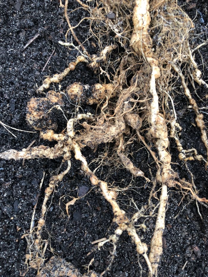 This is damage to one of my tomato plants caused by root knot nematodes. See how the roots have knots in them? The nematodes cannot be seen. They are microscopic. They should be long and slender. After this experience, I grew my tomatoes in pots.