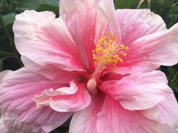 This is the only double hibiscus I had, and it was my absolute favorite. Sadly, it is the one that was devoured by mealy bugs in the worst way. The first photo in this group shows a bud of this shrub.