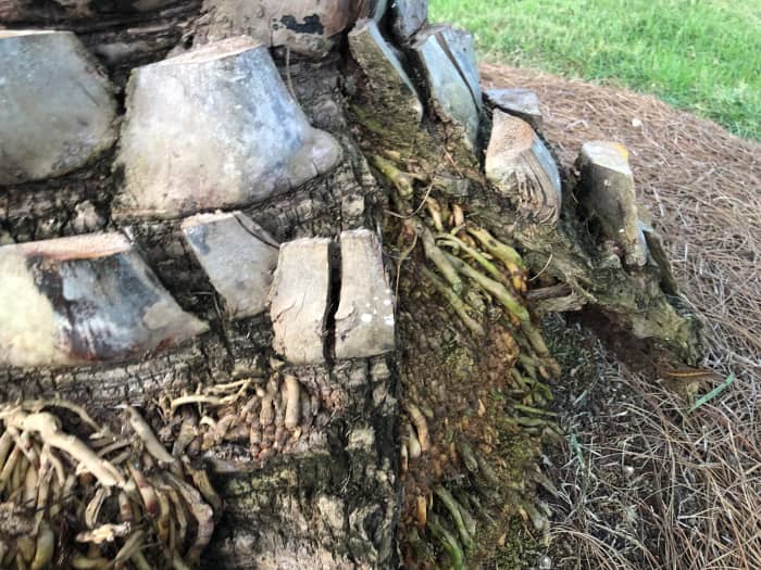 These are adventitious roots on a Sylvester palm in the front yard of our former home. Some of them will grow long enough to grow into the soil. Some will not. As they grow and spread, they cause the boots above them to flare outward, & this is fine.