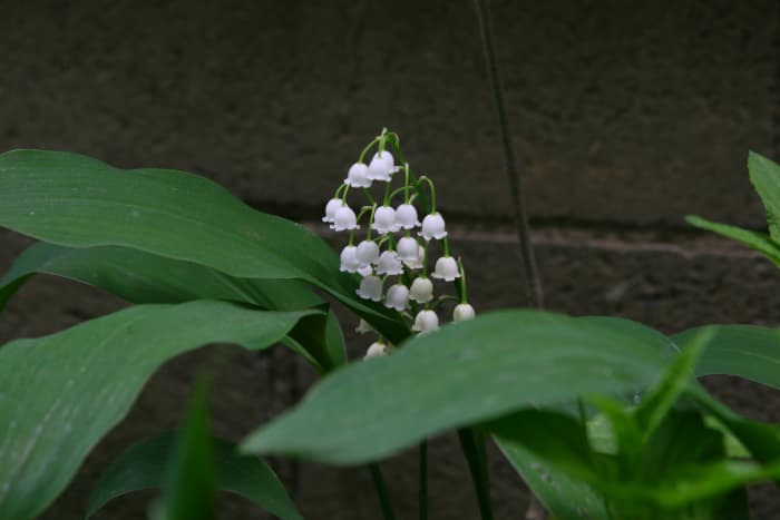 Lily of the Valley provides season-long beauty in a deer-proof yard.