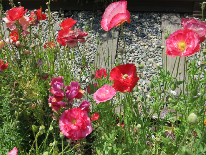 Poppies should be a part of every deer-resistant perennial garden.