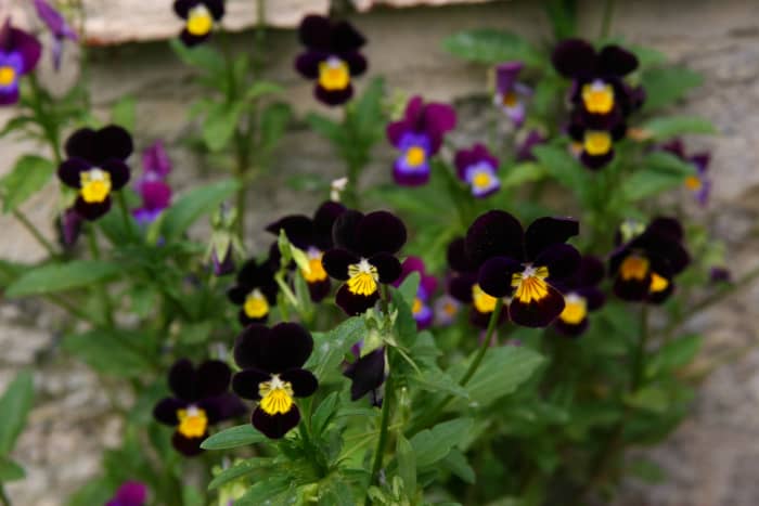 Unfortunately, deer love to munch on pansies, one of the earliest spring flowers.
