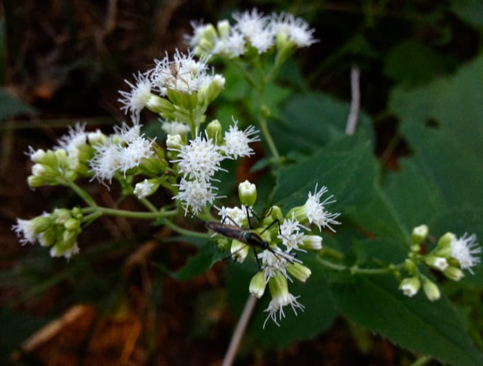 White snakeroot is highly toxic and should not be ingested by people or pets.