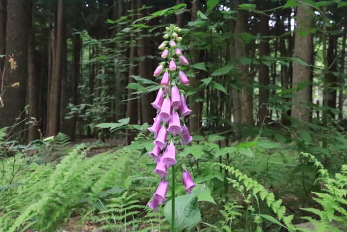 Foxglove, or digitalis, is very toxic and highly deer resistant.