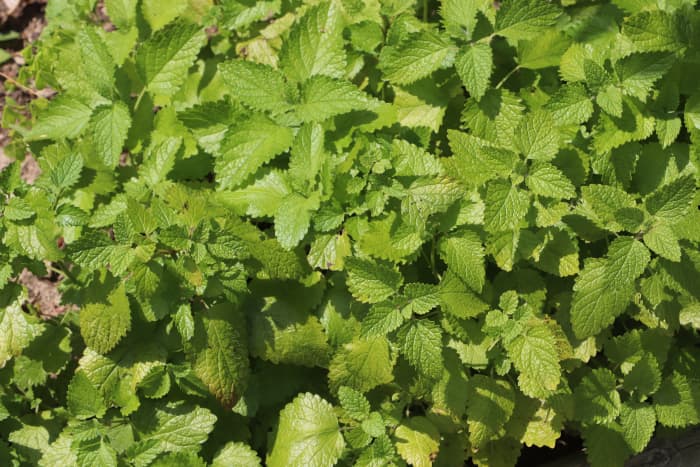Deer do not like the scent or taste of mint.