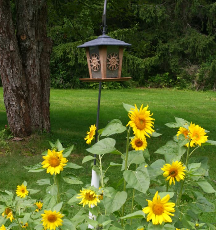 Black oil sunflower seeds self-sowed in our garden. As a deer-resistant plant, they provide wonderful color in the yard.