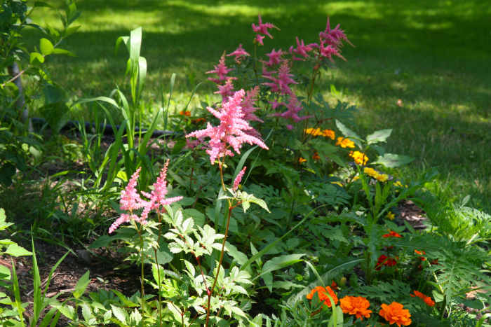 Astilbe is avoided by deer.