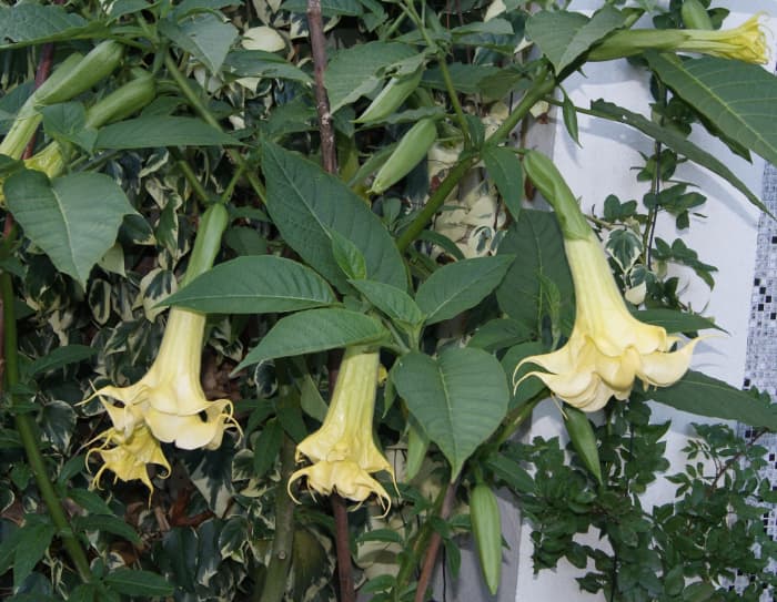Angel's Trumpet is highly toxic to people and plants, making it very effective at repelling deer.