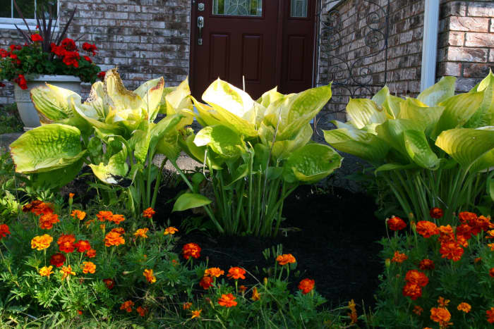 While not fool-proof, surrounding plants with marigolds is one way to repel deer without the use of a fence.