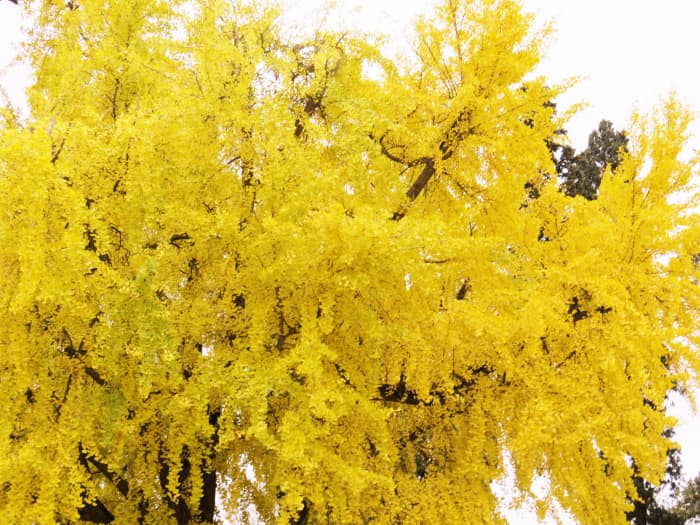 Plant male ginkgo biloba trees as a deer-proof tree.