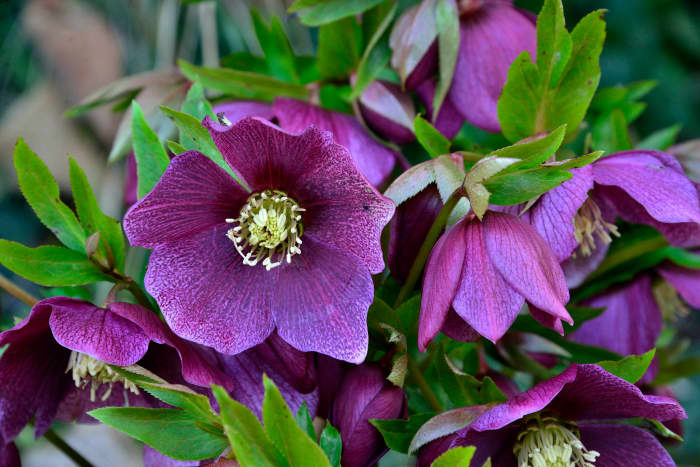 Lenten rose, or hellebore, blooms early and is not eaten by deer.